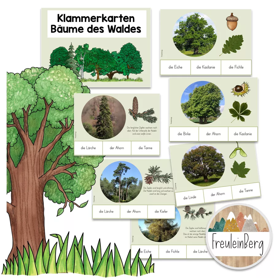 Bild in der Beschreibung des Unterrichtsmaterials Bäume des Waldes - Klammerkarten von FreuleinBerg #1