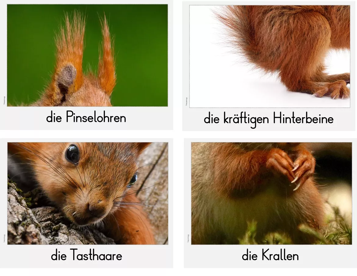 Bild in der Beschreibung des Unterrichtsmaterials Tafelmaterial: Aussehen & Körper des Eichhörnchens von FreuleinBerg #2