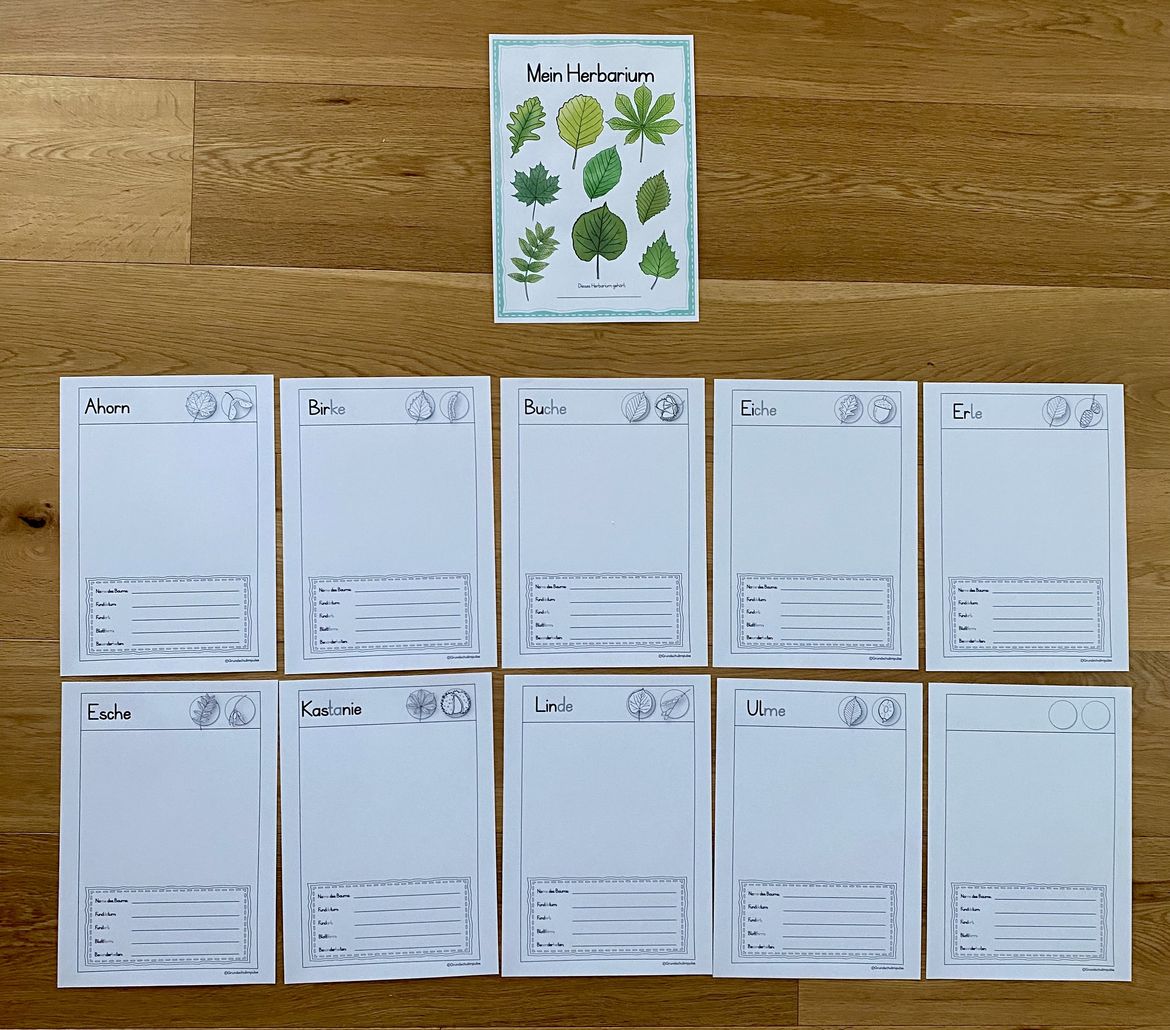 Bild in der Beschreibung des Unterrichtsmaterials Unterrichtsreihe - Der Wald (Klasse 1+2) von Grundschulimpulse #10