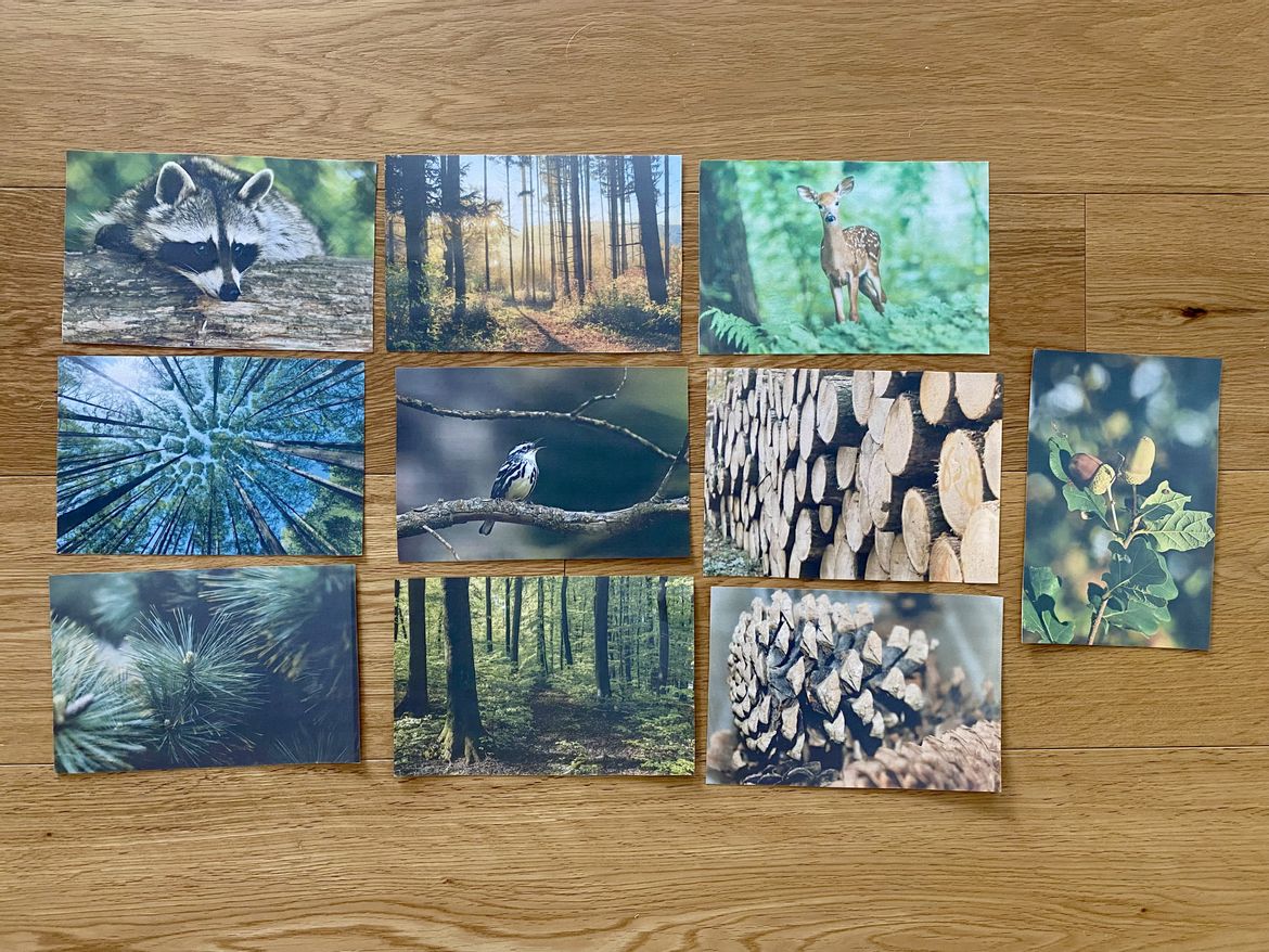 Bild in der Beschreibung des Unterrichtsmaterials Unterrichtsreihe - Der Wald (Klasse 1+2) von Grundschulimpulse #3