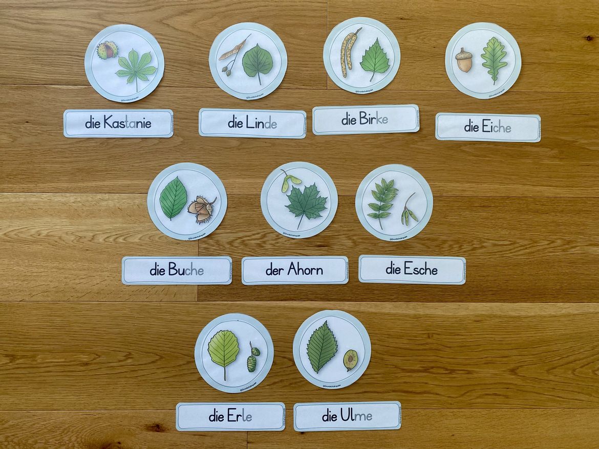 Bild in der Beschreibung des Unterrichtsmaterials Unterrichtsreihe - Der Wald (Klasse 1+2) von Grundschulimpulse #5