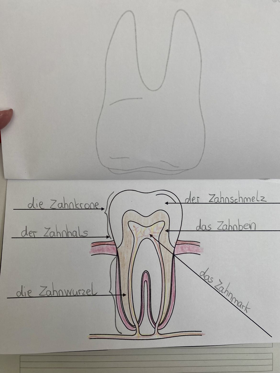 Bild in der Beschreibung des Unterrichtsmaterials Unterrichtsreihe: Die Zähne (Klasse 1+2) von Grundschulimpulse #8