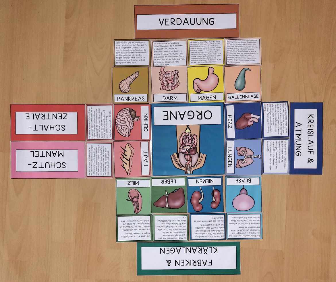 Legequadrat. Unser Körper - wichtige Organe – Unterrichtsmaterial in ...