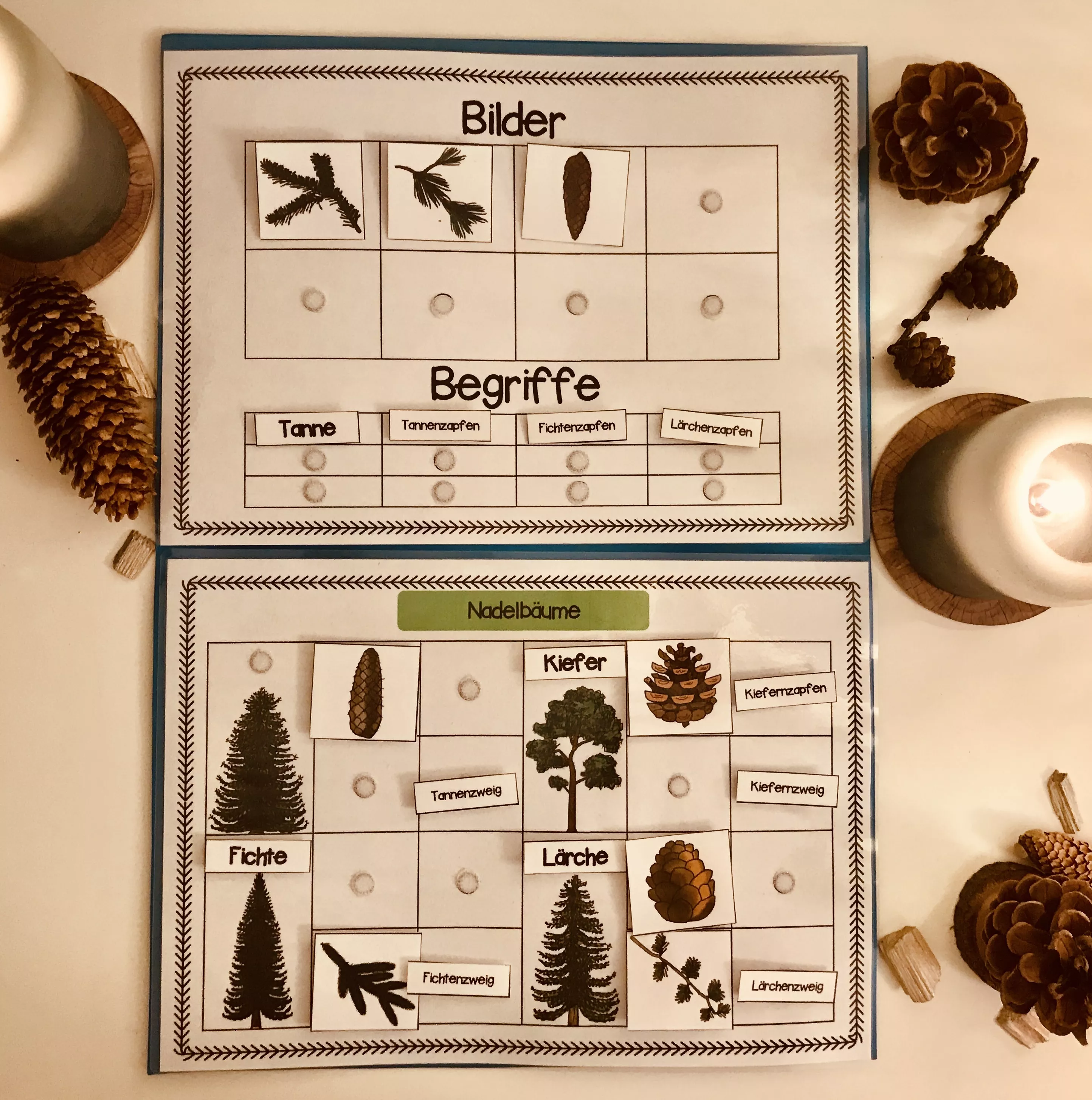 Bild in der Beschreibung des Unterrichtsmaterials Klettlernmappe Nadelbäume von The Growing Firsties #3