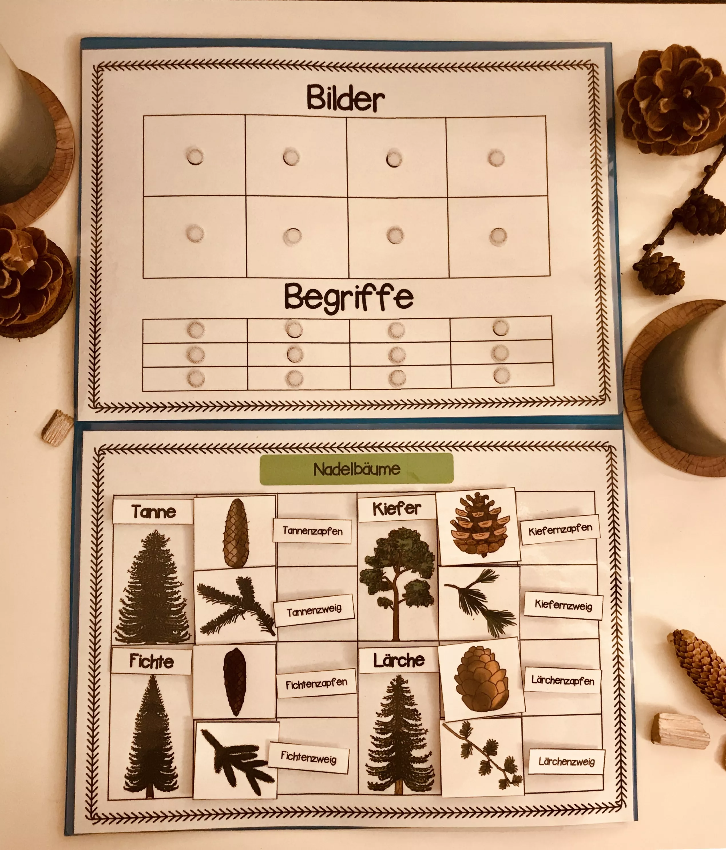 Bild in der Beschreibung des Unterrichtsmaterials Klettlernmappe Nadelbäume von The Growing Firsties #4