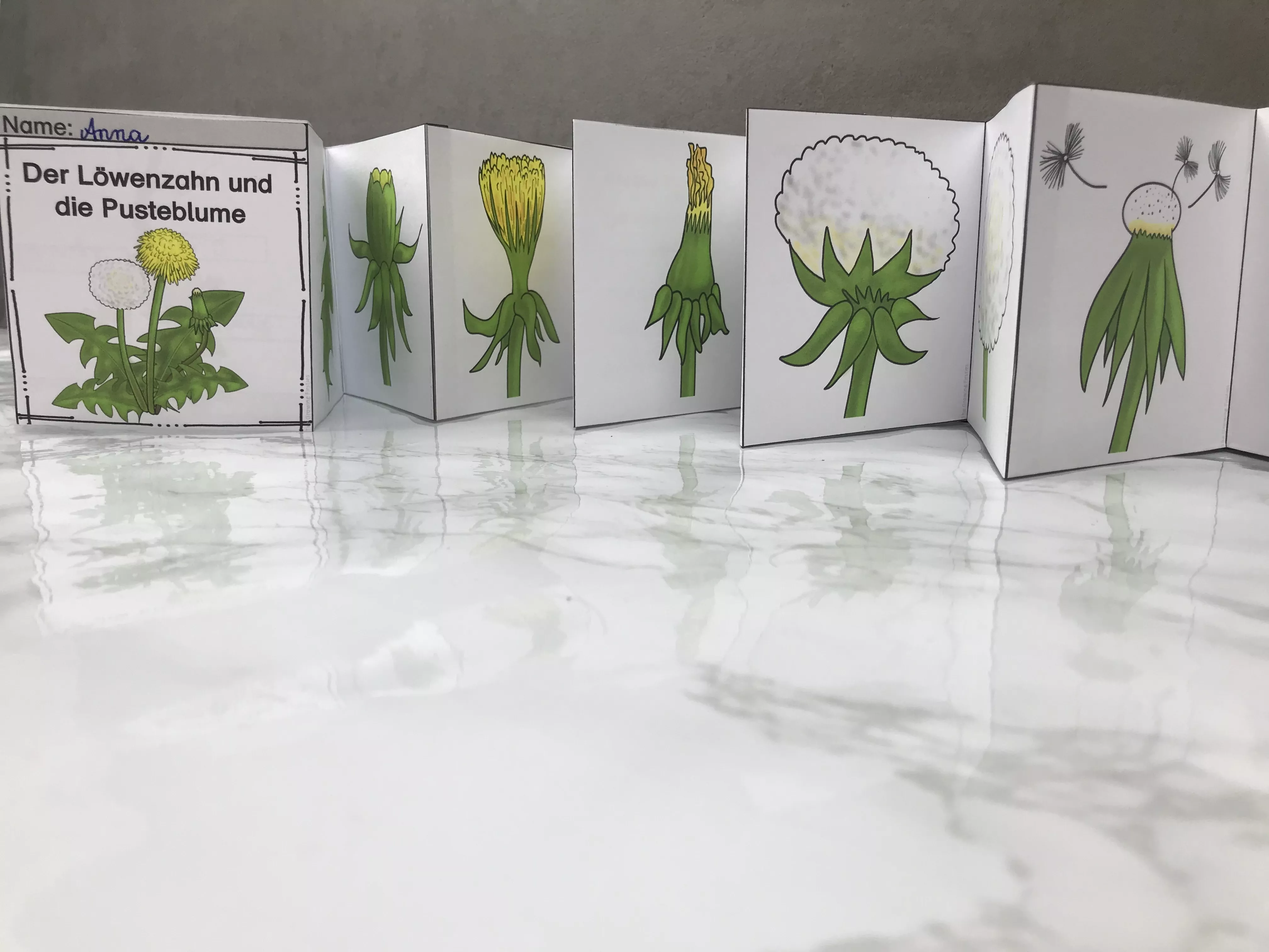 Bild in der Beschreibung des Unterrichtsmaterials Leporello - Vom Löwenzahn zur Pusteblume von The Growing Firsties #2