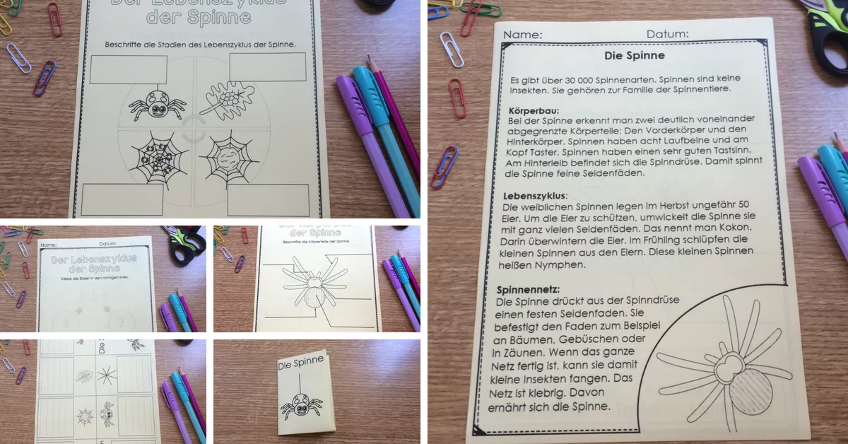 Bild in der Beschreibung des Unterrichtsmaterials Infopaket Spinnen- Lebenszyklus, Körperbau von Clever Teaching #1