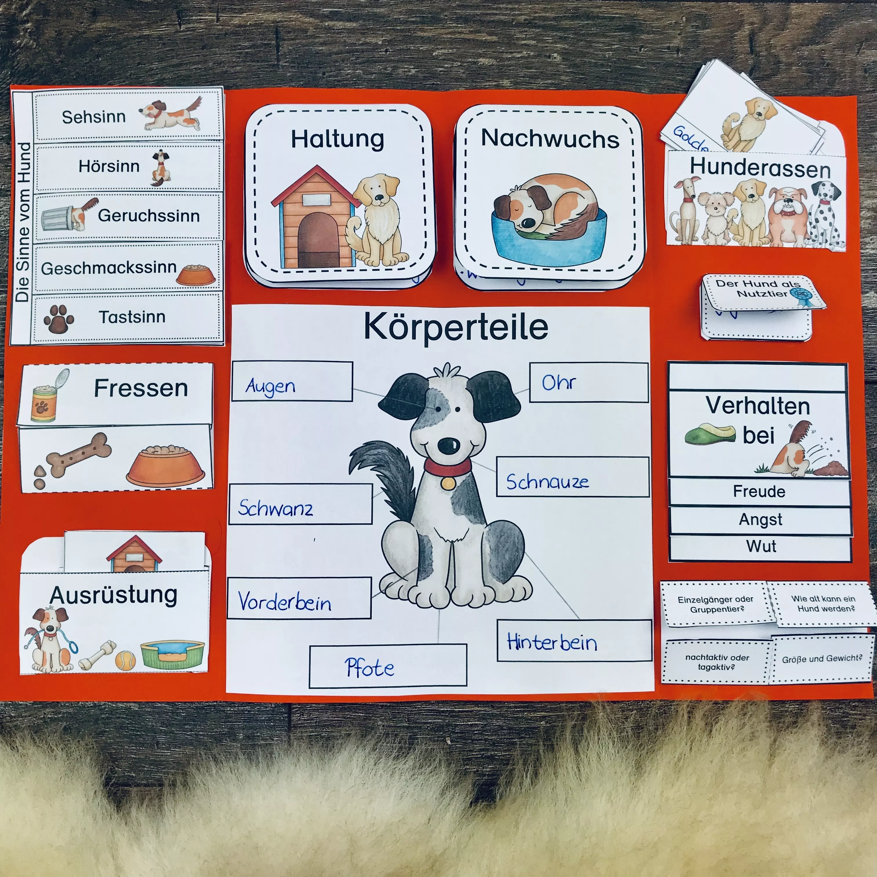 Bild in der Beschreibung des Unterrichtsmaterials Paket Lapbook & Wissenskartei zum Hund von The Growing Firsties #2