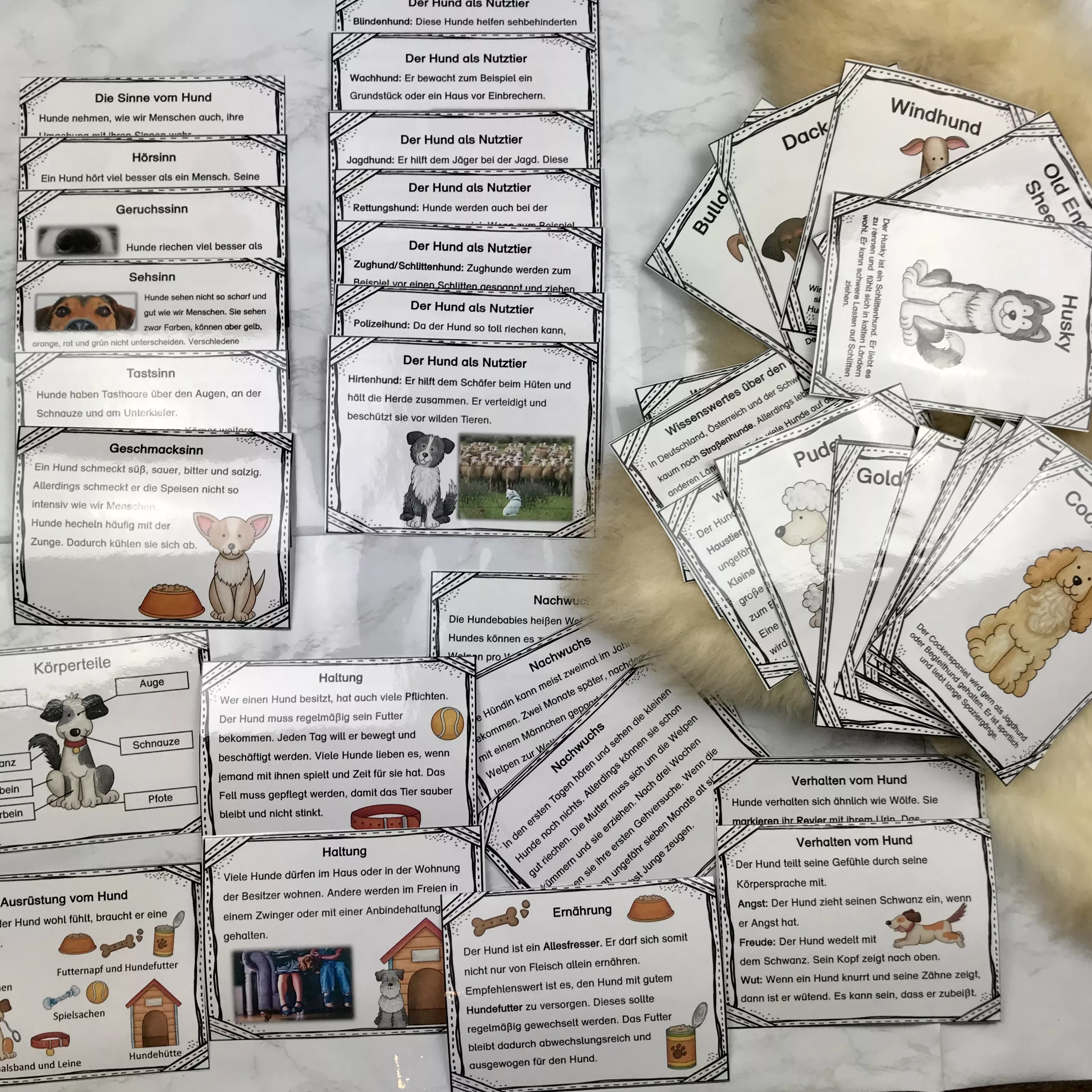 Bild in der Beschreibung des Unterrichtsmaterials Paket Lapbook & Wissenskartei zum Hund von The Growing Firsties #5