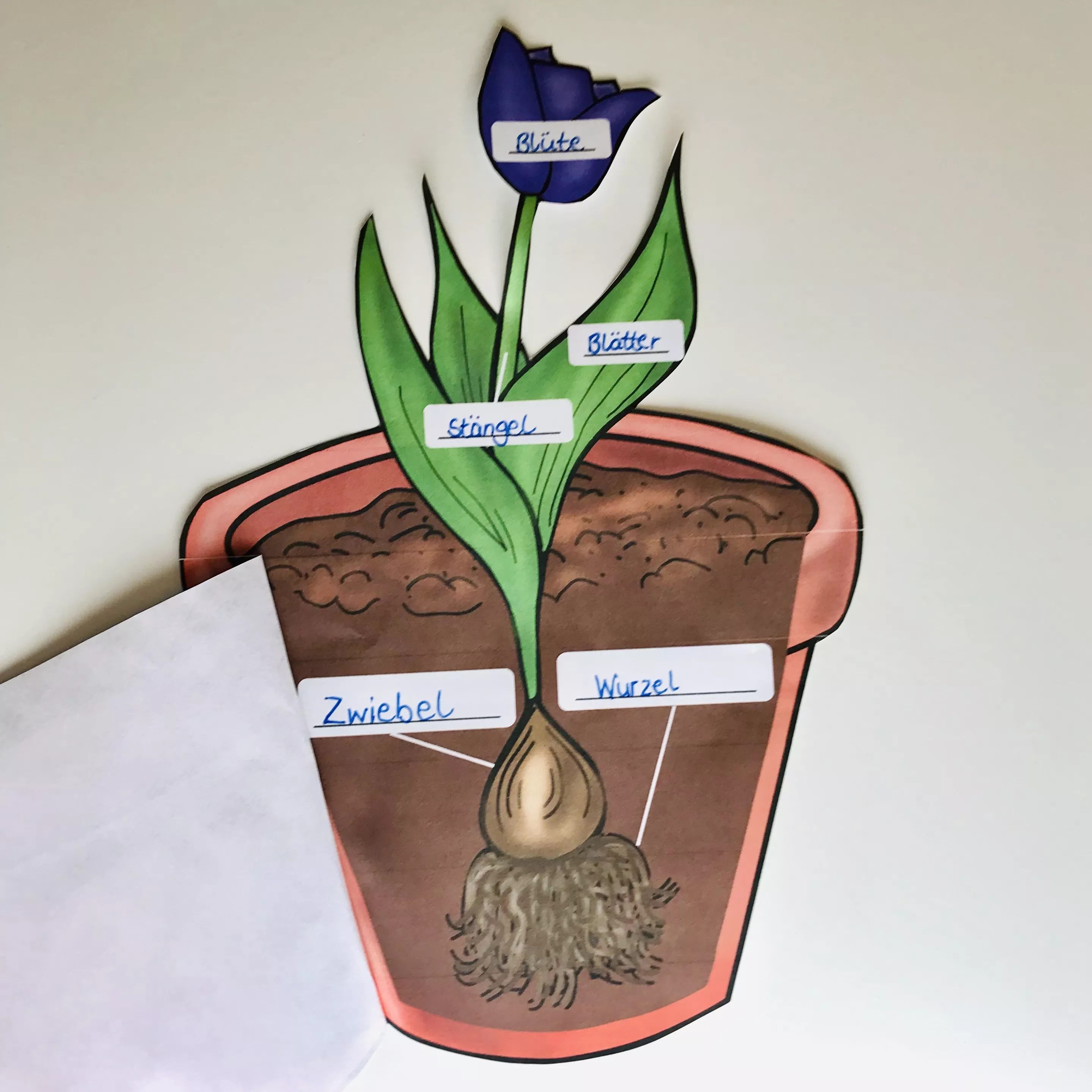 Bild in der Beschreibung des Unterrichtsmaterials Frühblüher von der Zwiebel (Knolle) zur Tulpe - Flipbook von The Growing Firsties #2