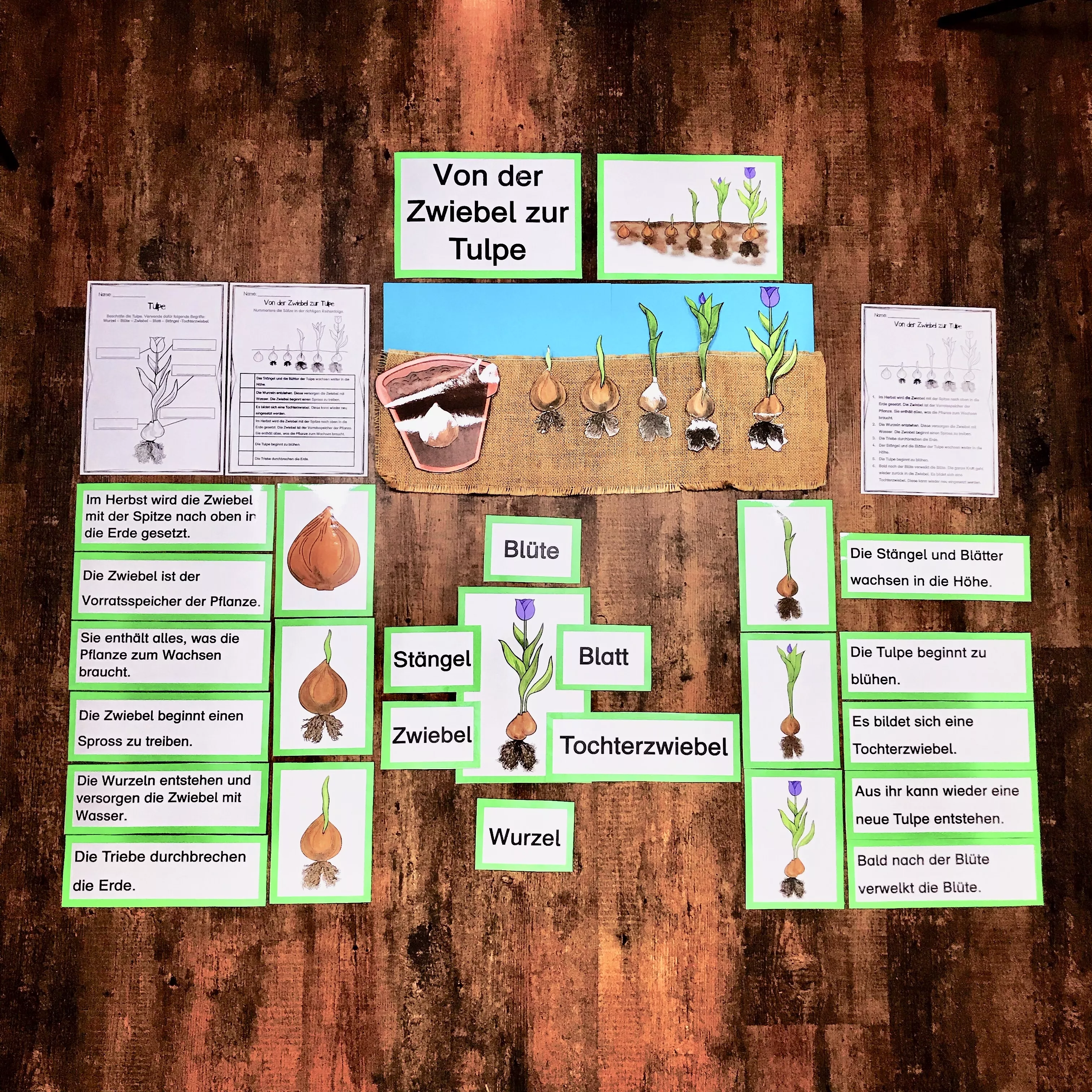 Bild in der Beschreibung des Unterrichtsmaterials Von der Zwiebel zur Tulpe (Tafelmaterial und Arbeitsblätter) von The Growing Firsties #1