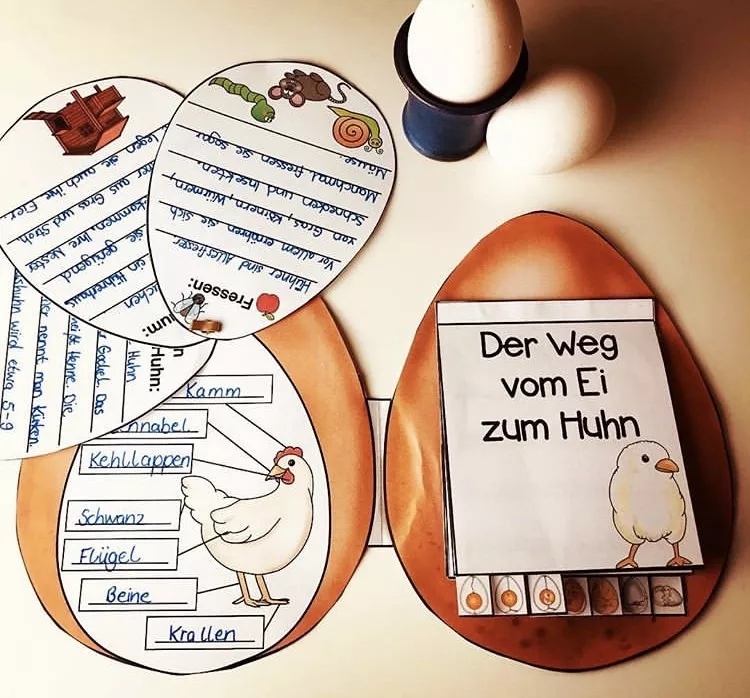 Bild in der Beschreibung des Unterrichtsmaterials Vom Ei zum Küken/Huhn von The Growing Firsties #2
