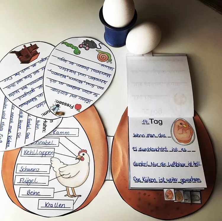 Bild in der Beschreibung des Unterrichtsmaterials Vom Ei zum Küken/Huhn von The Growing Firsties #3