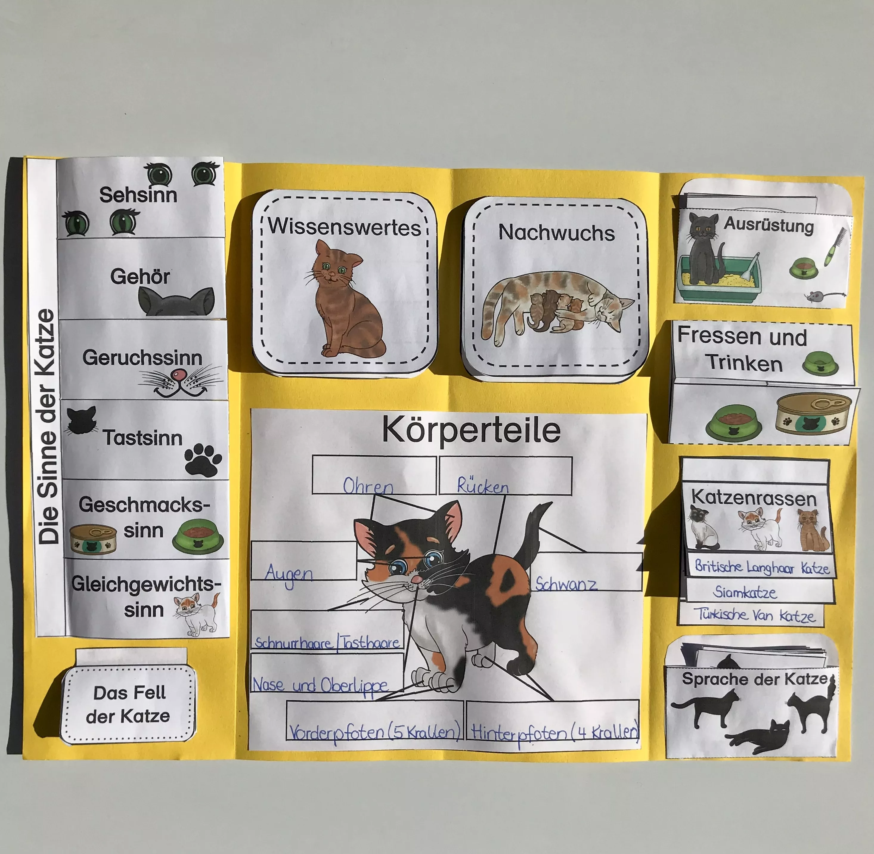 Bild in der Beschreibung des Unterrichtsmaterials Lapbook zur Katze von The Growing Firsties #2