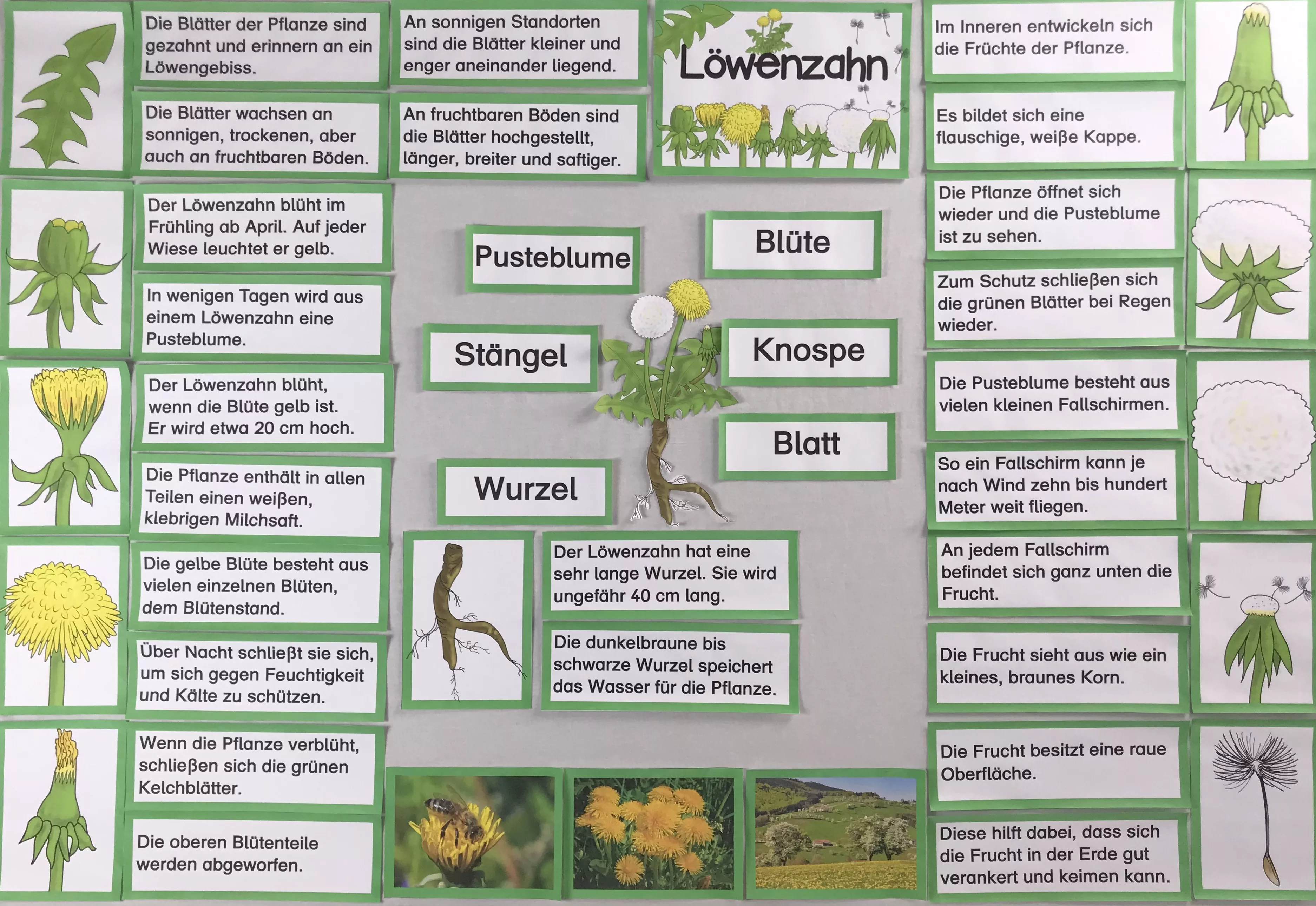 Bild in der Beschreibung des Unterrichtsmaterials Vom Löwenzahn zur Pusteblume - Tafelmaterial von The Growing Firsties #1