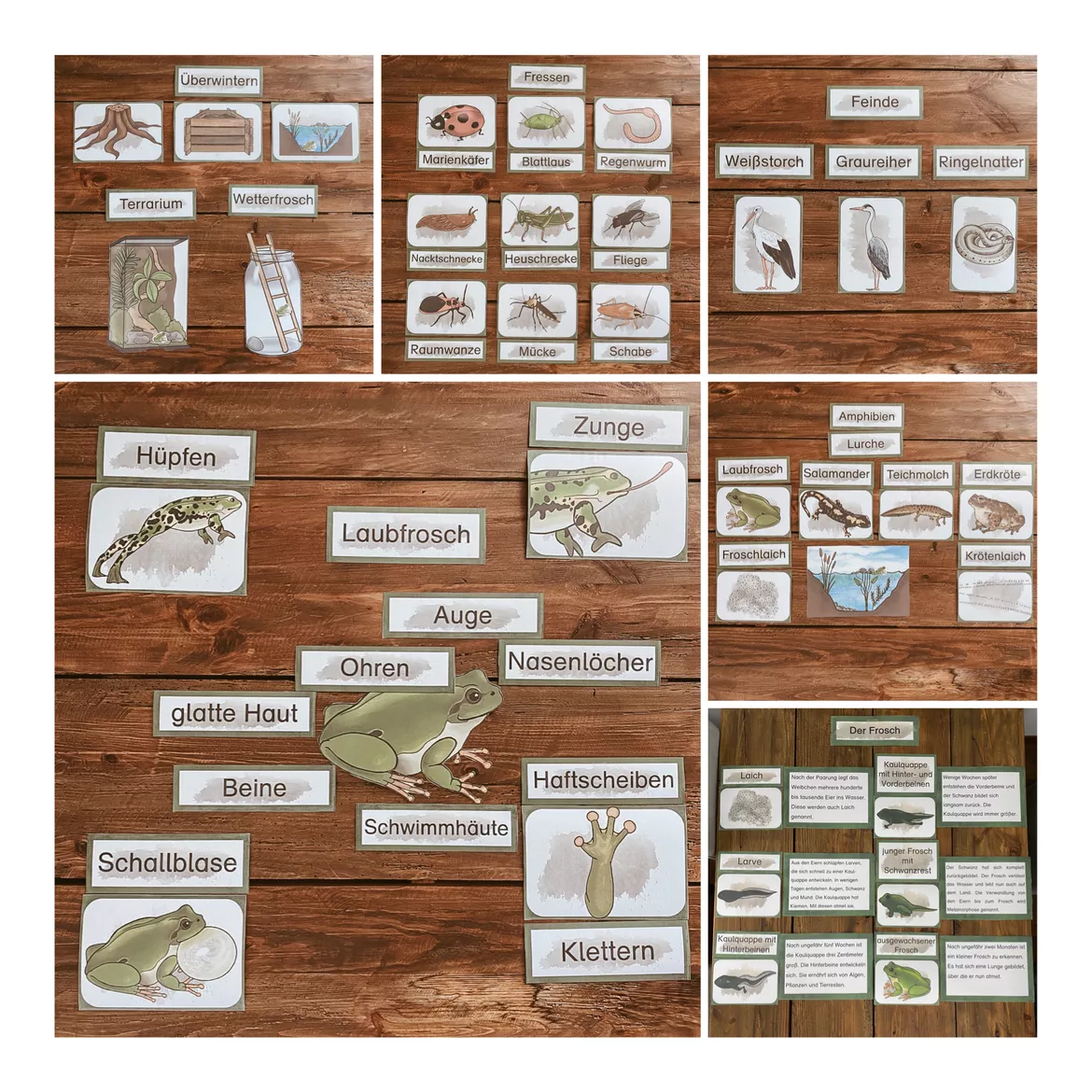 Bild in der Beschreibung des Unterrichtsmaterials Der Frosch - Das Paket von The Growing Firsties #8