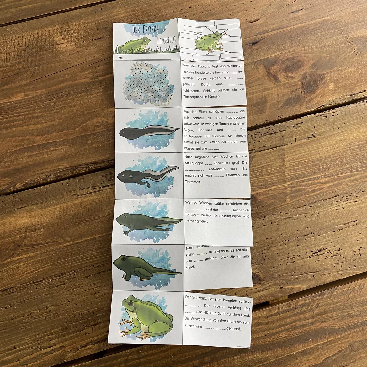 Bild in der Beschreibung des Unterrichtsmaterials Der Frosch - Das Paket von The Growing Firsties #10