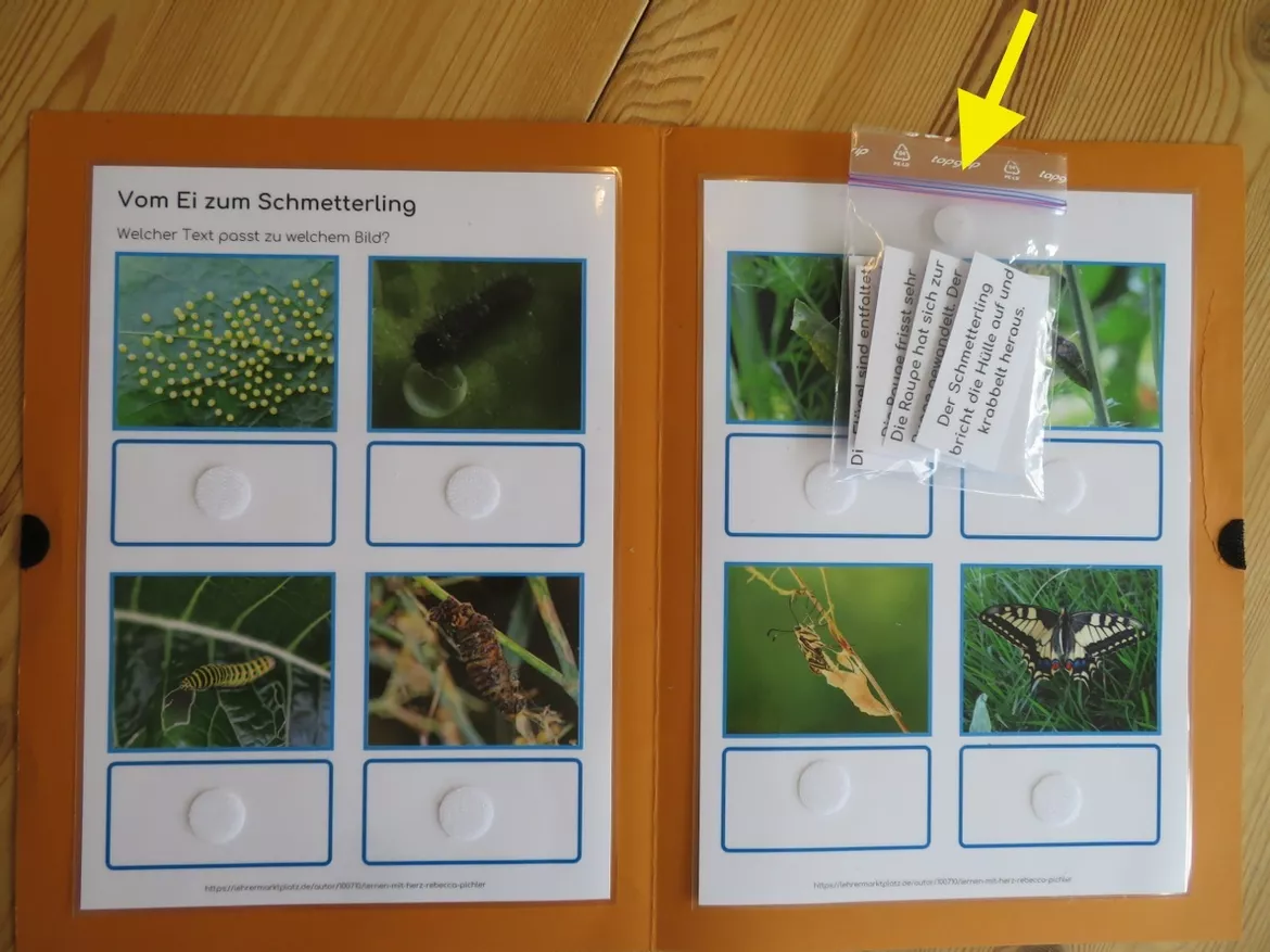 Bild in der Beschreibung des Unterrichtsmaterials Klettmappe: Vom Ei zum Schmetterling (Schwalbenschwanz) von Lernen mit Herz - Rebecca Pichler #2