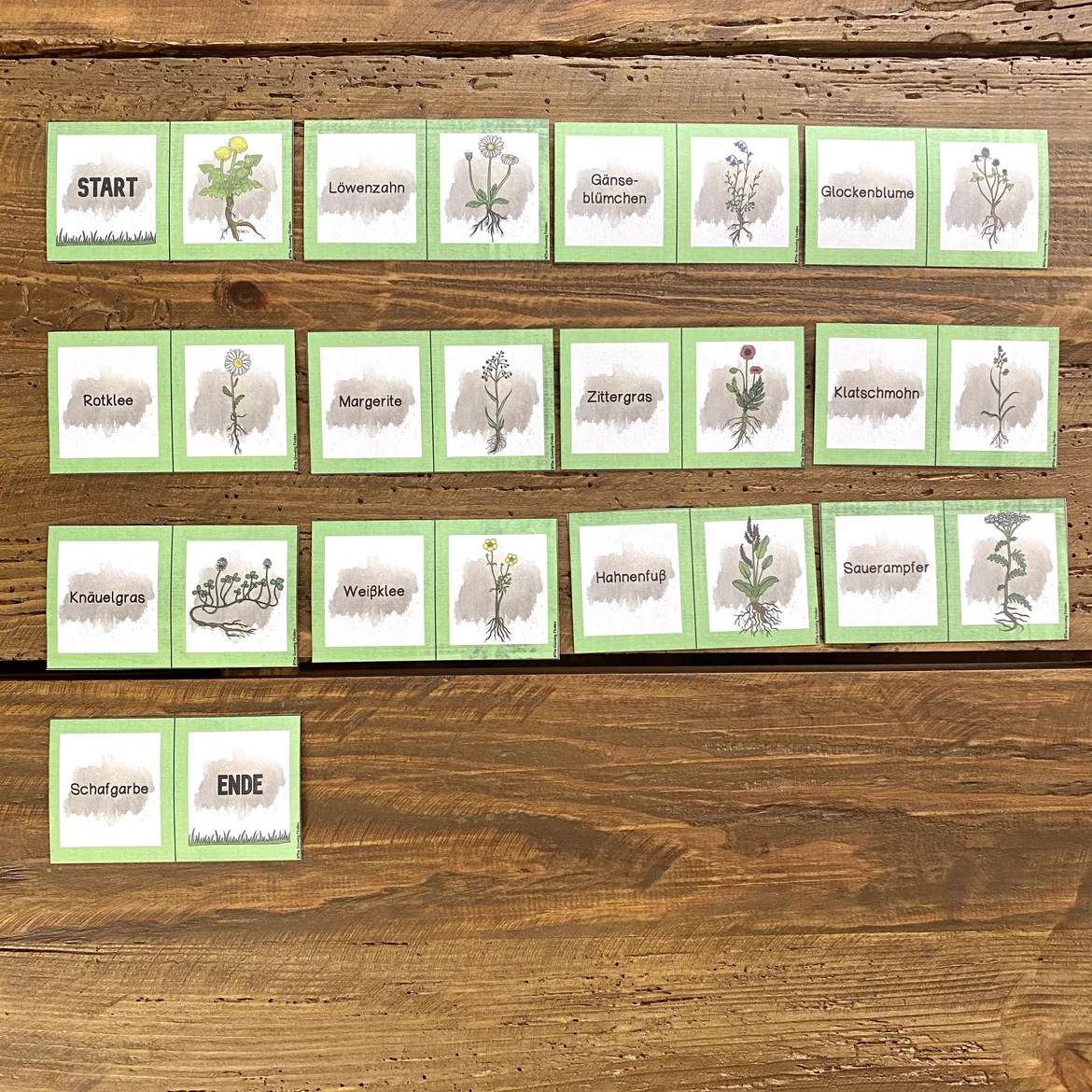 Bild in der Beschreibung des Unterrichtsmaterials Wiesenpflanzen - Domino von The Growing Firsties #1