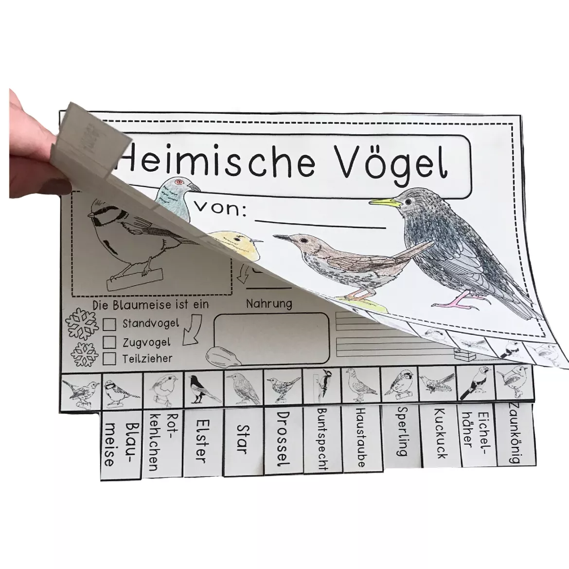 Bild in der Beschreibung des Unterrichtsmaterials Flip Book Vögel - Bastelvorlage in 3 Versionen von Odd Bird & Company #1