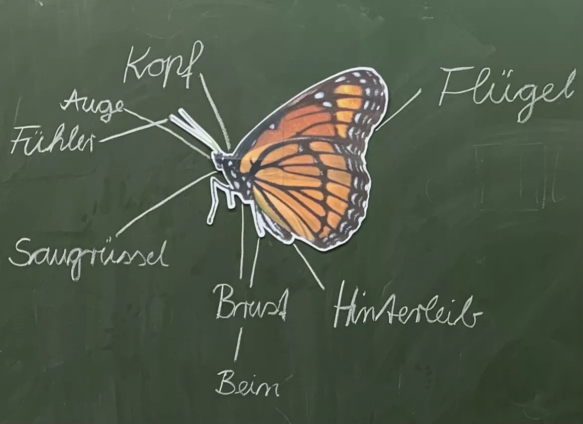 Bild in der Beschreibung des Unterrichtsmaterials Schmetterling - Körperbau (Tafelmaterial) von Marienkäferlehrerin #1