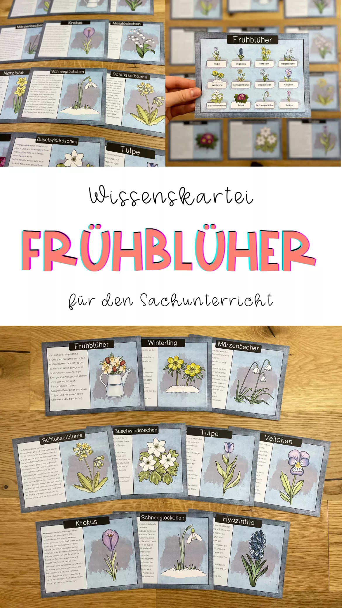 Bild in der Beschreibung des Unterrichtsmaterials Frühblüher - analoge und interaktive Wissenskartei von The Growing Firsties #1