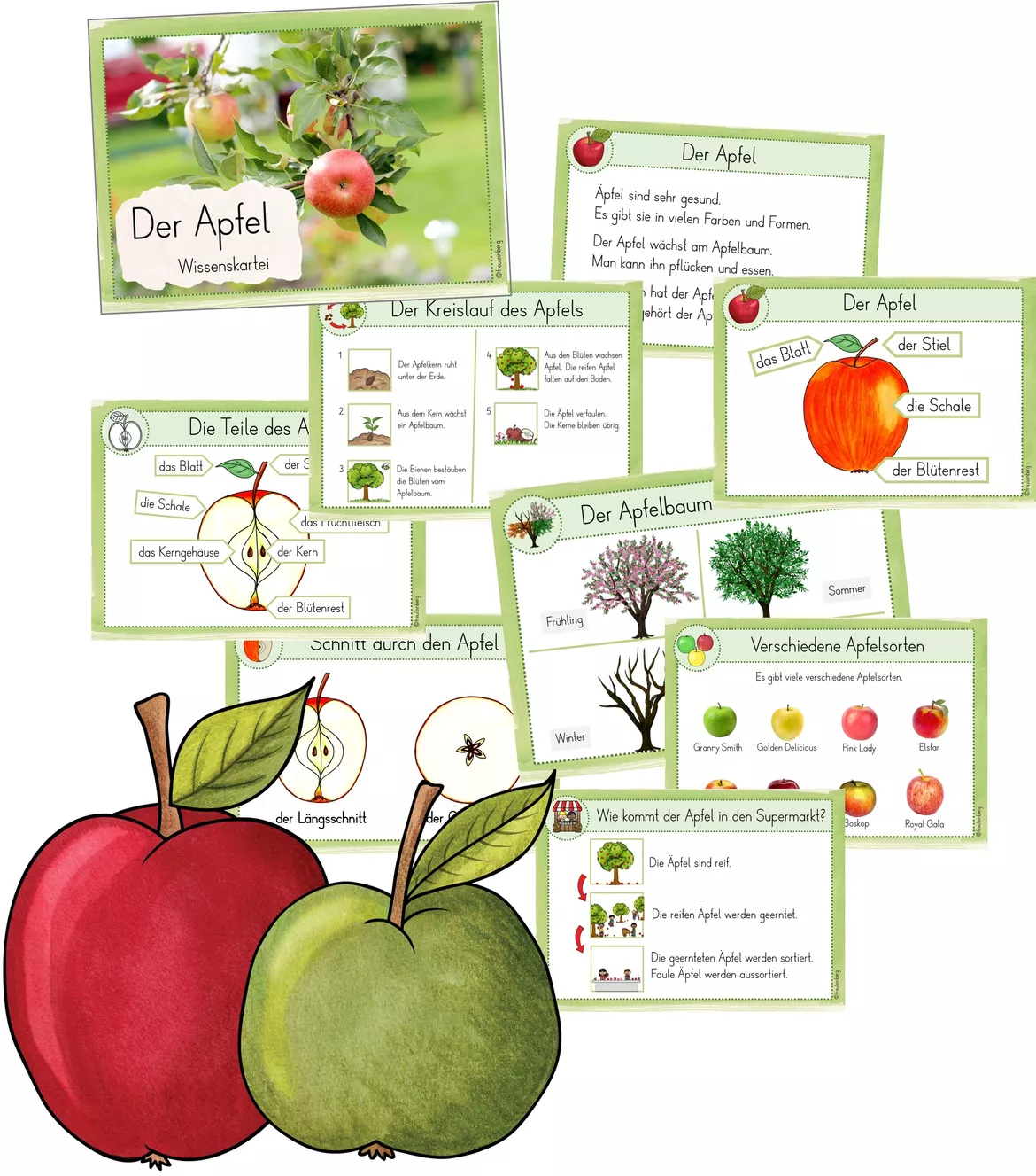 Bild in der Beschreibung des Unterrichtsmaterials Wissenskartei - Der Apfel von FreuleinBerg #1