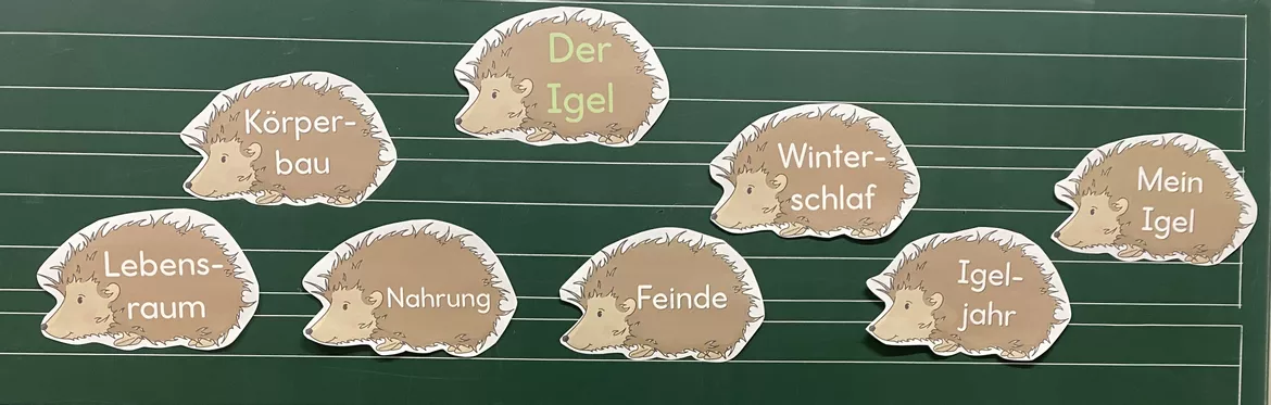 Bild in der Beschreibung des Unterrichtsmaterials Der Igel: Unterrichtsreihe (Klasse 1+2) von Grundschulimpulse #1