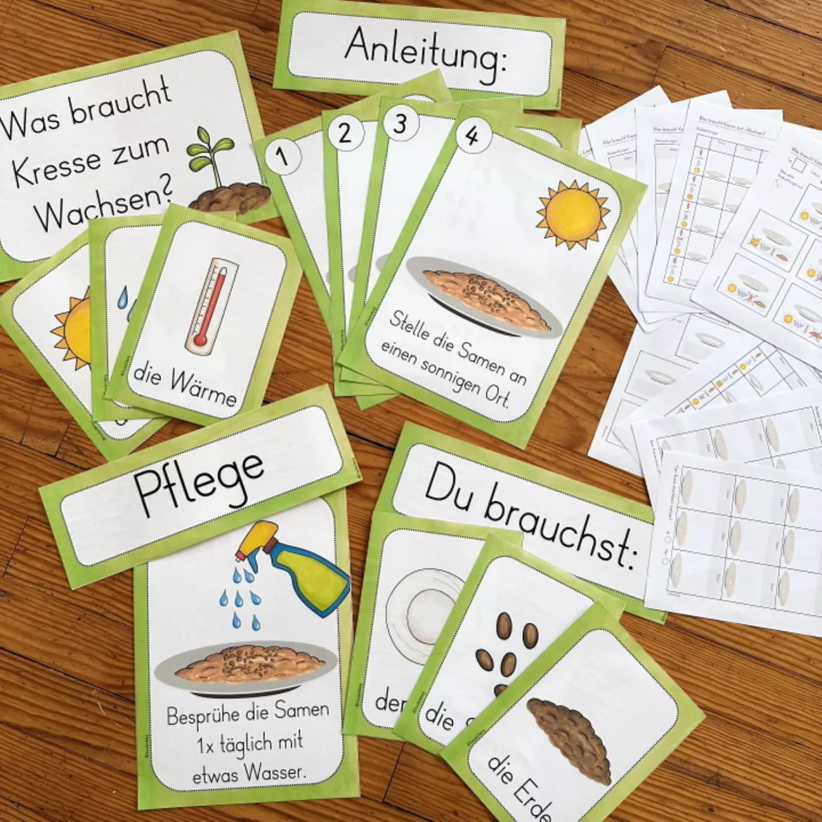 Bild in der Beschreibung des Unterrichtsmaterials Kresse säen - Kresse pflanzen (Beobachtungsbogen & Tafelmaterial) von FreuleinBerg #2
