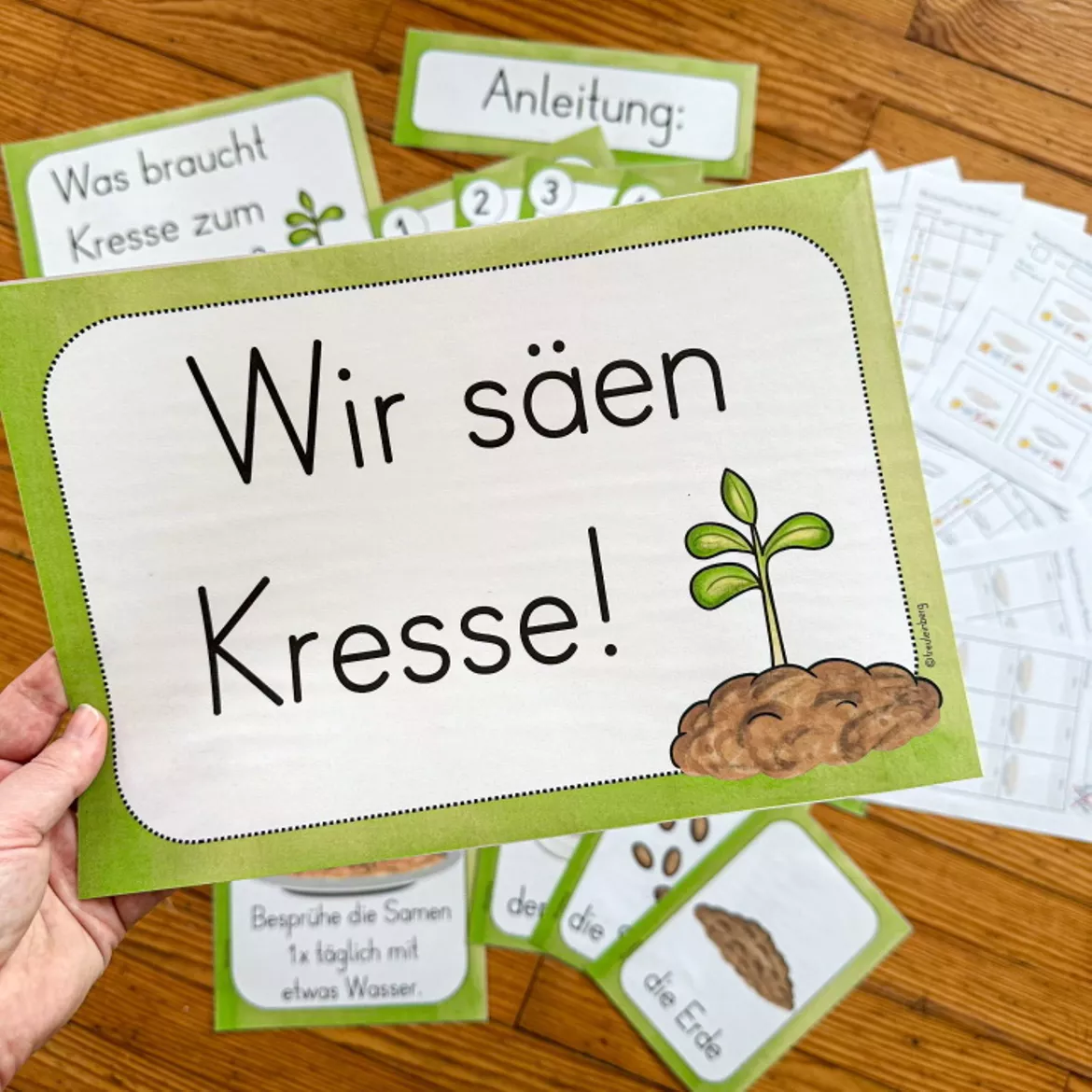 Bild in der Beschreibung des Unterrichtsmaterials Kresse säen - Kresse pflanzen (Beobachtungsbogen & Tafelmaterial) von FreuleinBerg #1