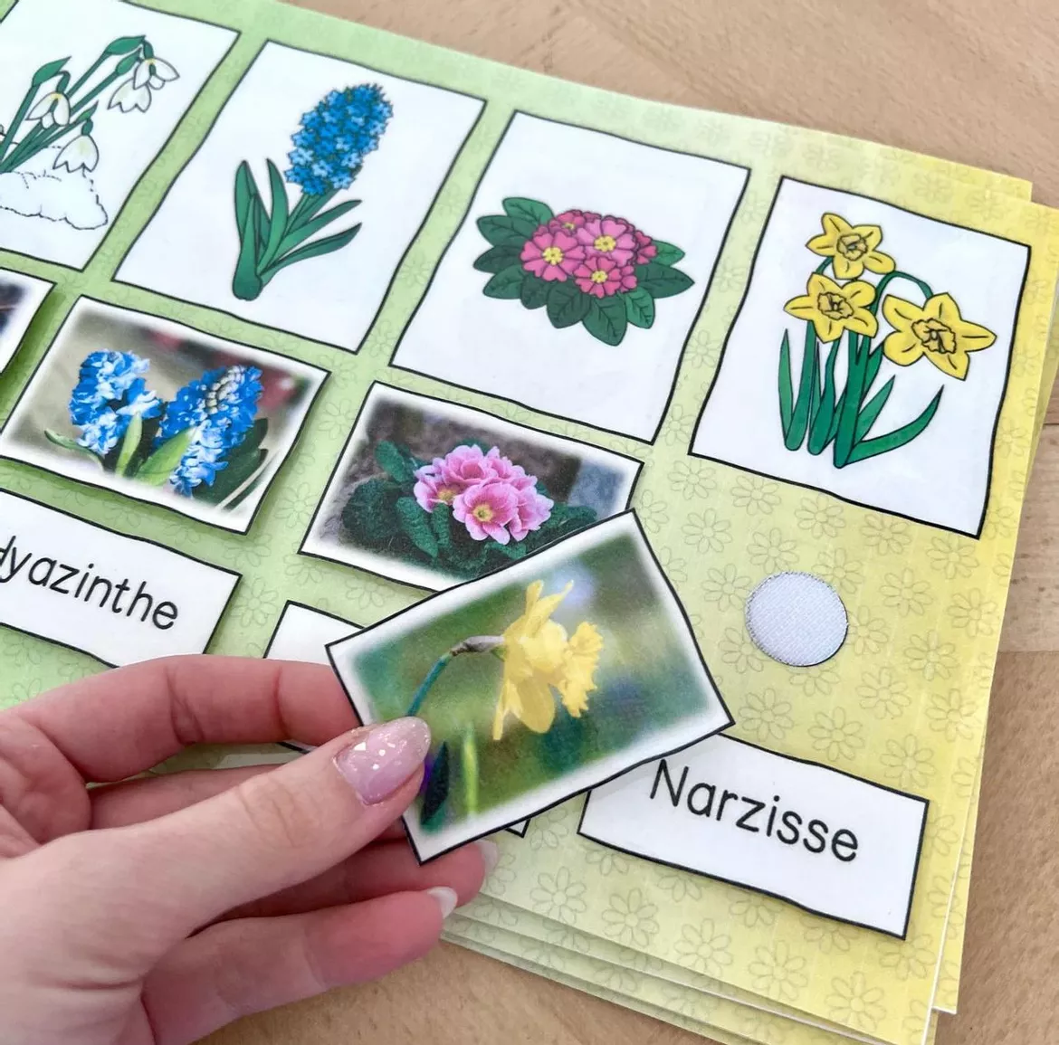 Bild in der Beschreibung des Unterrichtsmaterials Frühblüher Klettmappe (Frühblüher, Aufbau & Lebenszyklus) von Tafelzauber #2