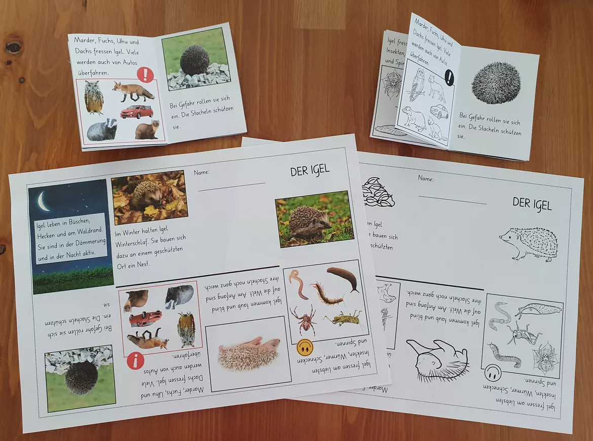 Bild in der Beschreibung des Unterrichtsmaterials Mini-Book: Sachwissen Igel (Kindergarten - 1. Klasse) von Lernzaubern #1