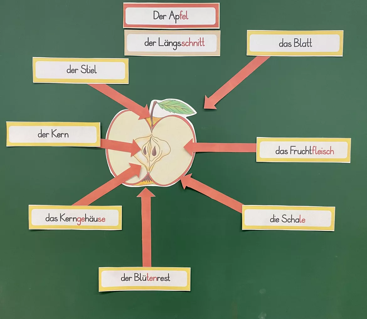 Bild in der Beschreibung des Unterrichtsmaterials Unterrichtsreihe: Der Apfel (Klasse 1+2) von Grundschulimpulse #2