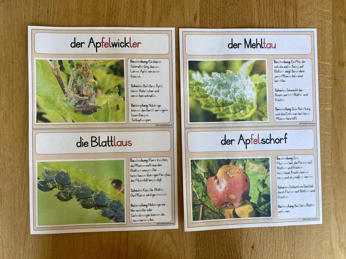 Bild in der Beschreibung des Unterrichtsmaterials Unterrichtsreihe: Der Apfel (Klasse 1+2) von Grundschulimpulse #8