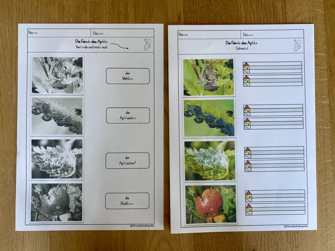 Bild in der Beschreibung des Unterrichtsmaterials Unterrichtsreihe: Der Apfel (Klasse 1+2) von Grundschulimpulse #9