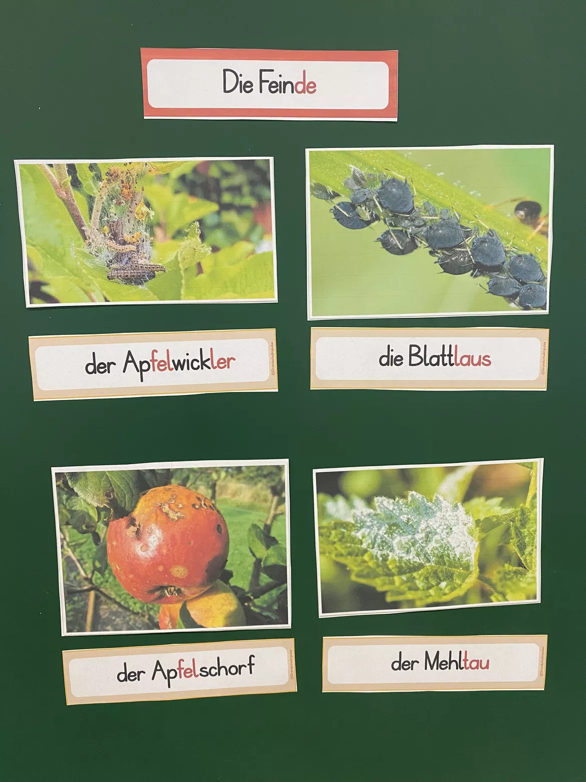 Bild in der Beschreibung des Unterrichtsmaterials Unterrichtsreihe: Der Apfel (Klasse 1+2) von Grundschulimpulse #7