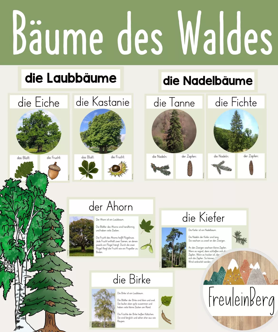 Bild in der Beschreibung des Unterrichtsmaterials Bäume des Waldes - Tafelmaterial von FreuleinBerg #1