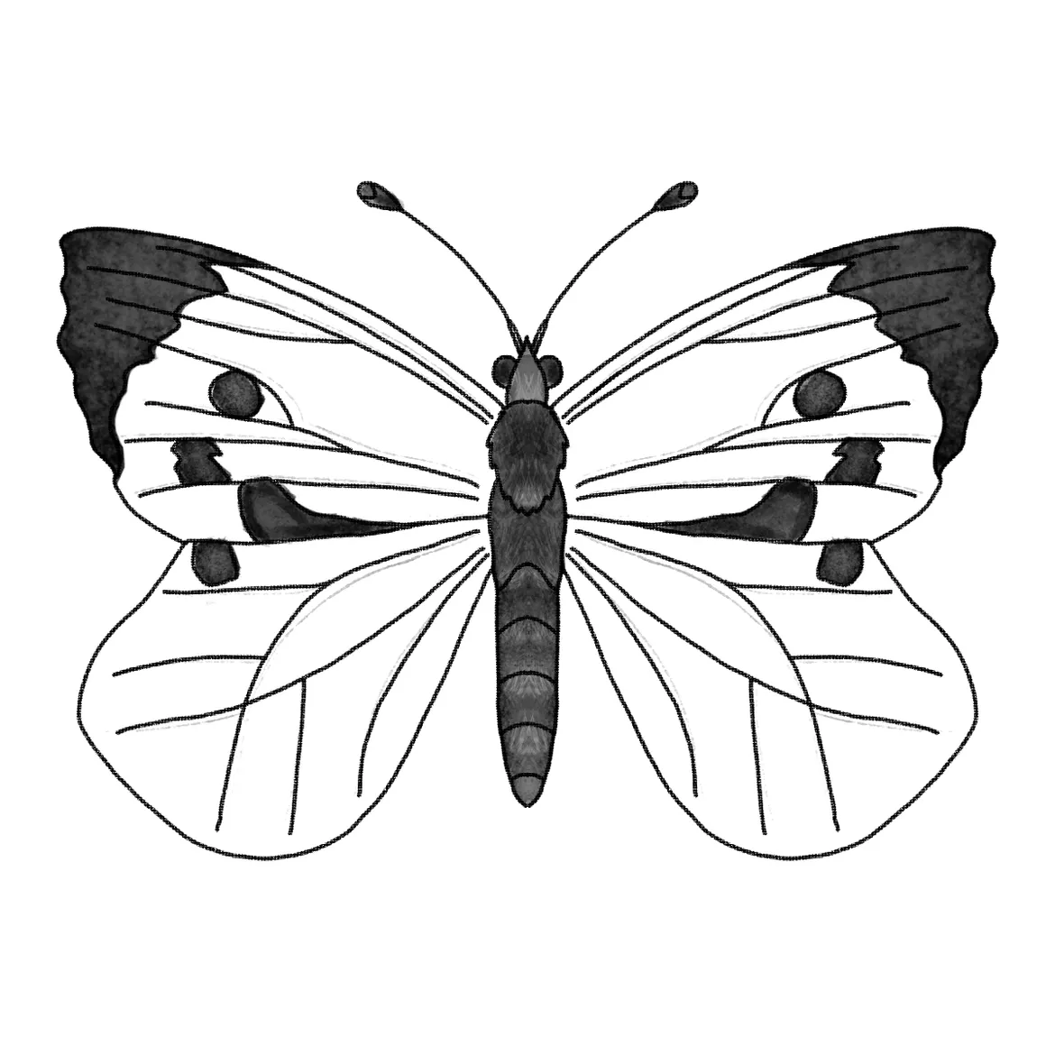 Bild in der Beschreibung des Unterrichtsmaterials Der Schmetterling - Entwicklung, Entwicklungszyklus - Leporello von Doodle.The.Science #1
