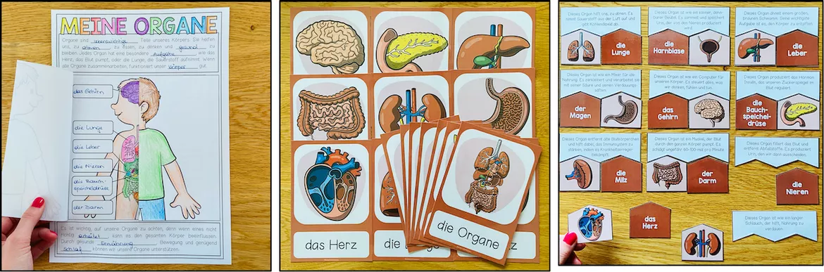 Bild in der Beschreibung des Unterrichtsmaterials DIE ORGANE - Materialpaket von Unterrichtmitspass #3