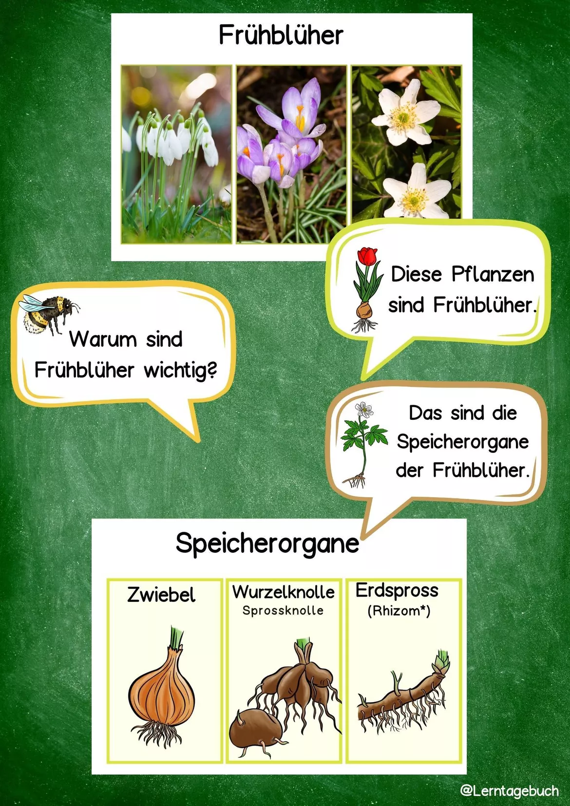 Bild in der Beschreibung des Unterrichtsmaterials Frühblüher, Speicherorgane: Tafelbilder im Sachunterricht von LernTagebuch #1