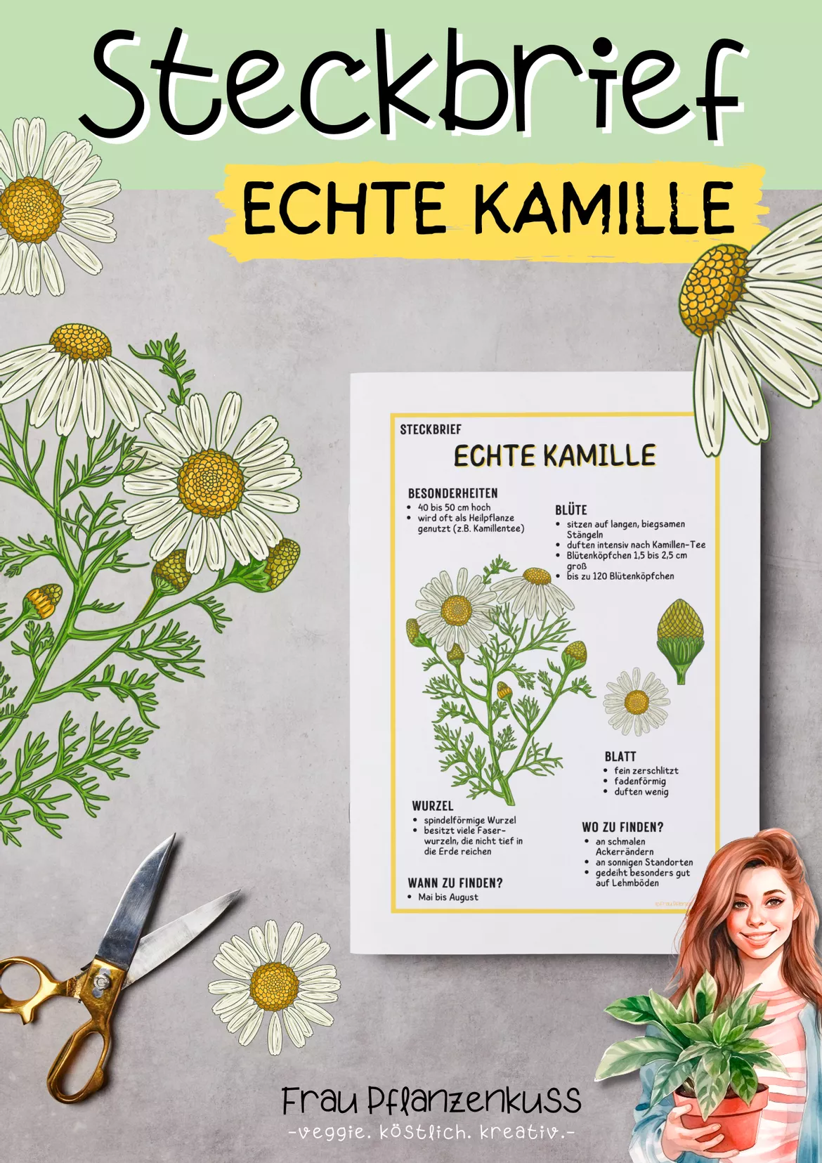 Bild in der Beschreibung des Unterrichtsmaterials Steckbrief Echte Kamille für Grundschule & Realschule von Frau Pflanzenkuss #1