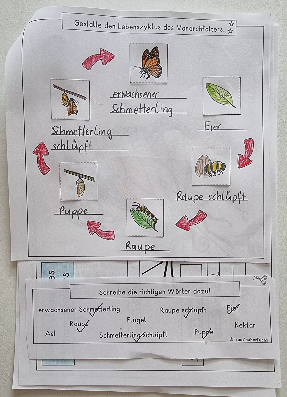 Bild in der Beschreibung des Unterrichtsmaterials Der Monarchfalter, Sachtext mit Lebenszyklus und mehr, Klasse 2, 3, 4 von Frau Zauberfuchs #1