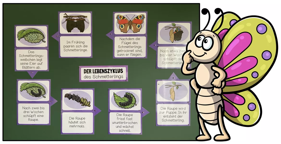 Bild in der Beschreibung des Unterrichtsmaterials DER SCHMETTERLING - Materialpaket von Unterrichtmitspass #3