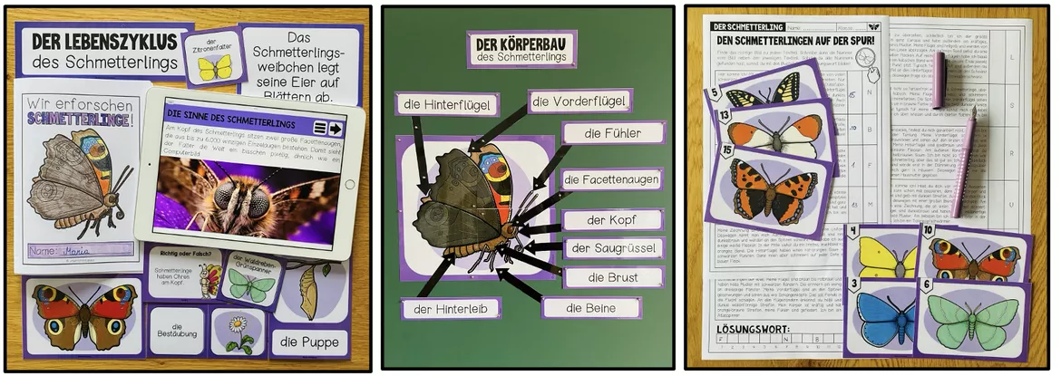 Bild in der Beschreibung des Unterrichtsmaterials DER SCHMETTERLING - Materialpaket von Unterrichtmitspass #1
