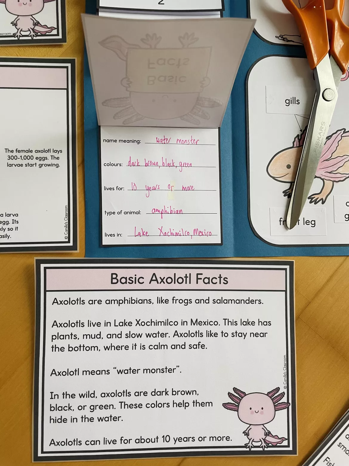 Bild in der Beschreibung des Unterrichtsmaterials Axolotl - Lapbook & Info Cards von Camilla