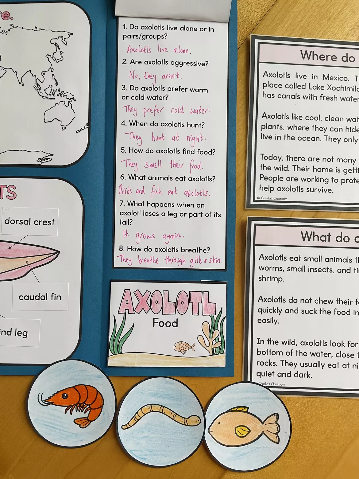 Bild in der Beschreibung des Unterrichtsmaterials Axolotl - Lapbook & Info Cards von Camilla