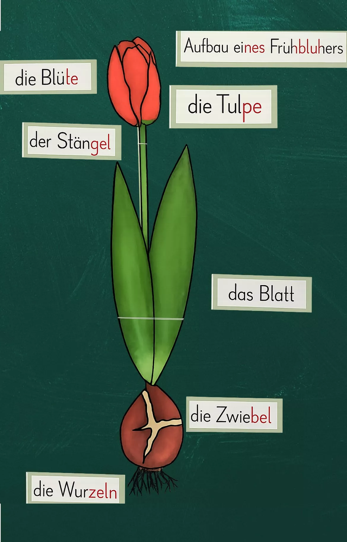 Bild in der Beschreibung des Unterrichtsmaterials Tafelmaterial - Aufbau eines Frühblühers (Tulpe) von FreuleinBerg #1