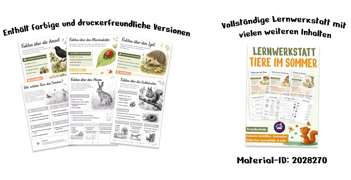 Bild in der Beschreibung des Unterrichtsmaterials Tiere im Sommer Infoblätter - Klasse 2, 3 & 4 Sachunterricht Grundschule Kostenlos von TeachingRocket #1
