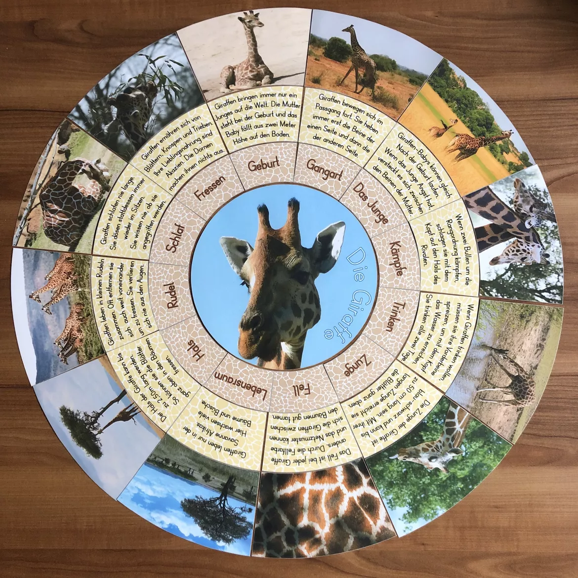 Bild in der Beschreibung des Unterrichtsmaterials 🦒 Legekreis Giraffe 🦒 von Giraffes_love_school #1