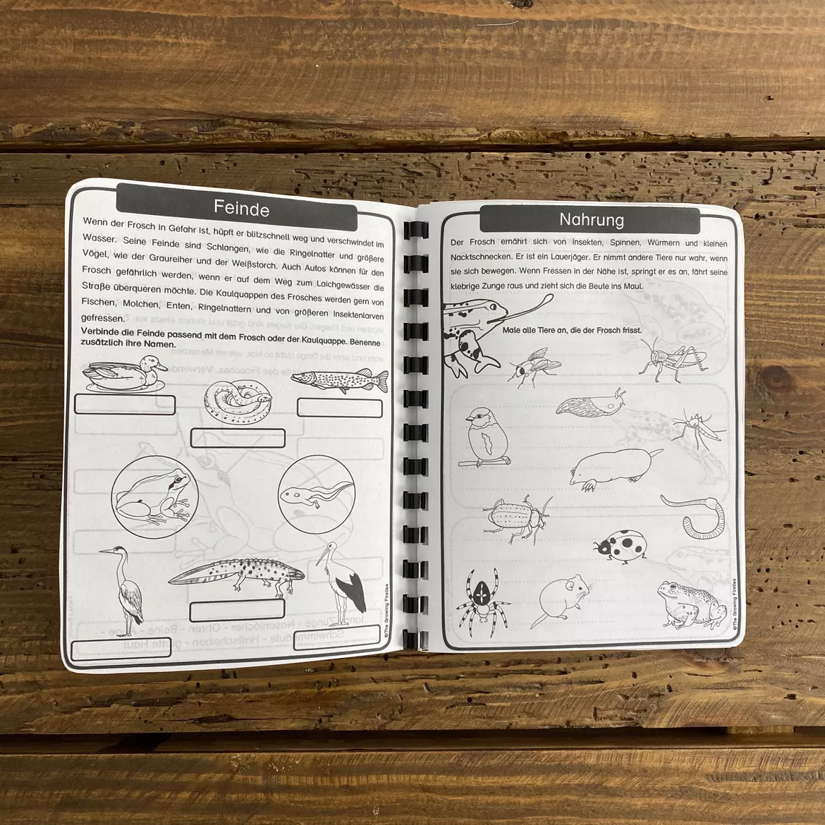 Bild in der Beschreibung des Unterrichtsmaterials Der Frosch - Forscherheft von The Growing Firsties #3
